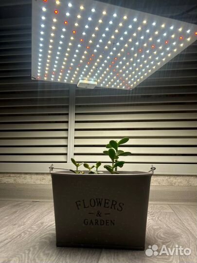 Фитолампа для рассады