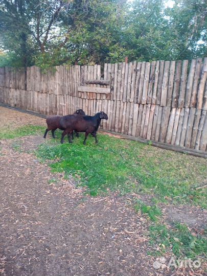 Гиссарский баран