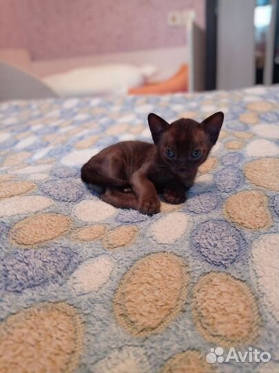 Бурманские котики