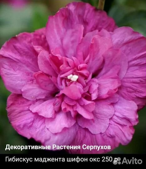 Сортовые гибискусы