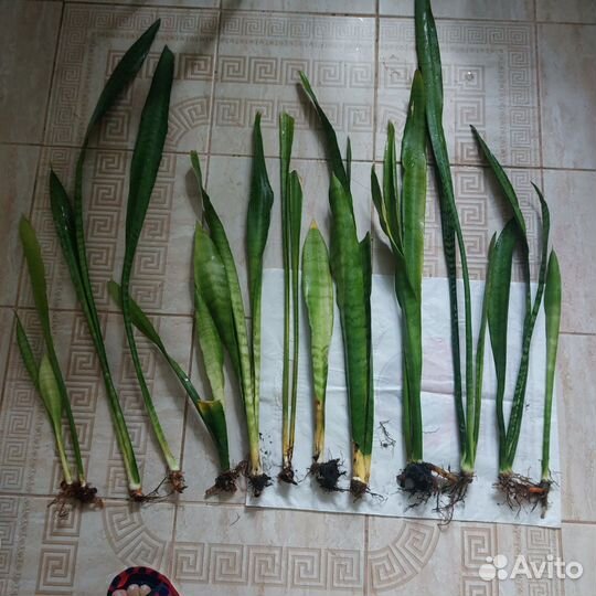 Сансевиерия сортовая