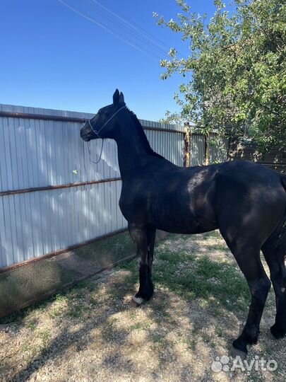 Годовалый жеребчик