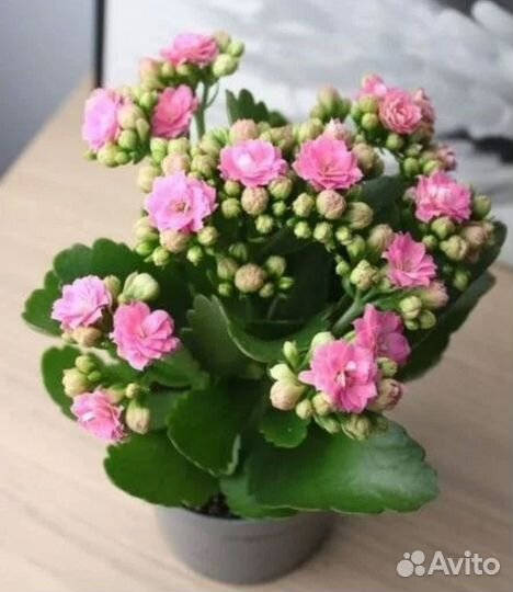 Каланхоэ