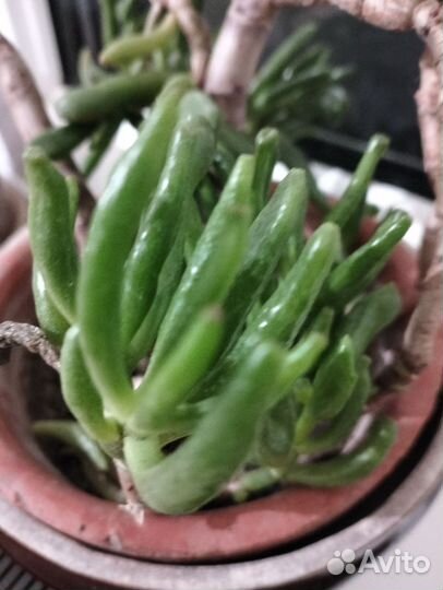 Комнатные цветы