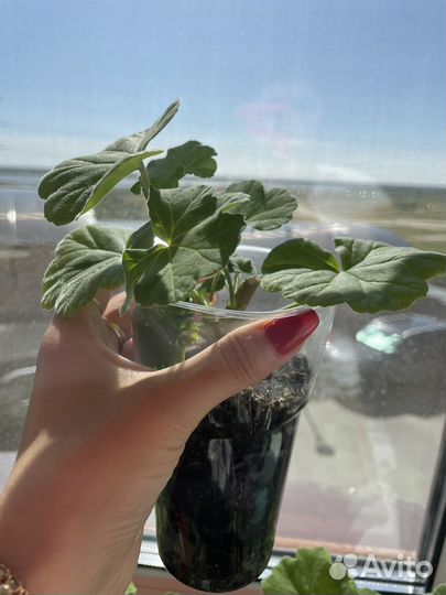 Герань пеларгония