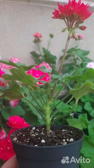 Пеларгония герань стеллар