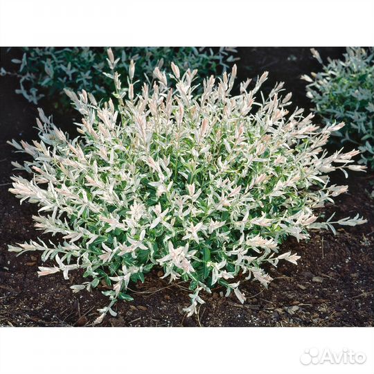 Барбарисы, ива, форзиция