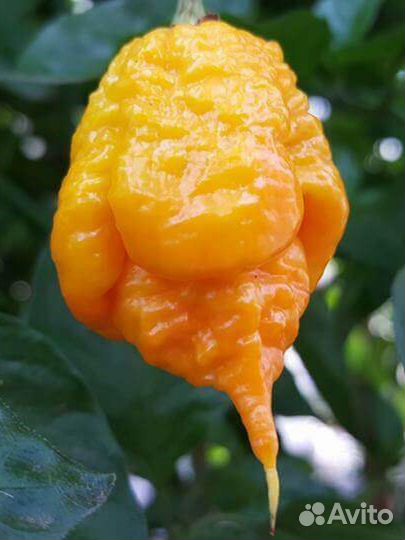 Сверх острые сорта перцев (рассада)