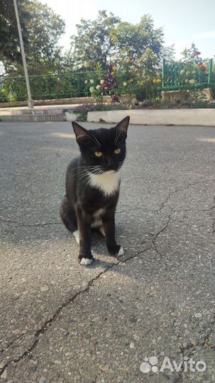 Кошечка на удачу