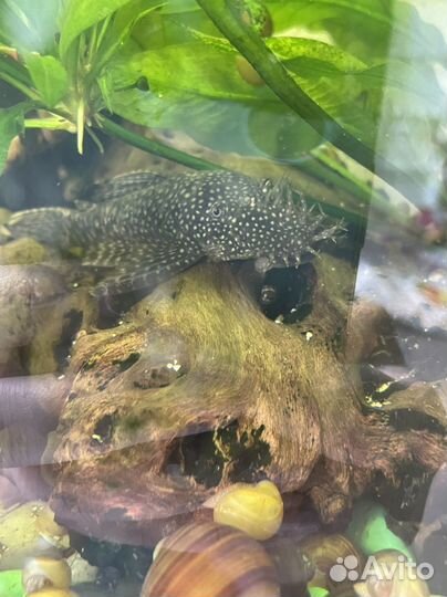 Улитки аквариумные