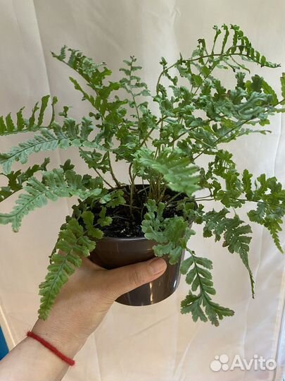 Папоротник