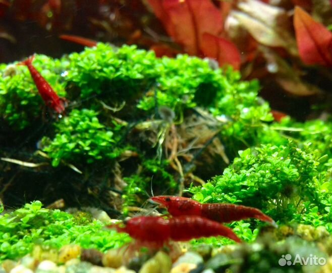 Креветки аквариумные ярко-красные, синие, зелёные