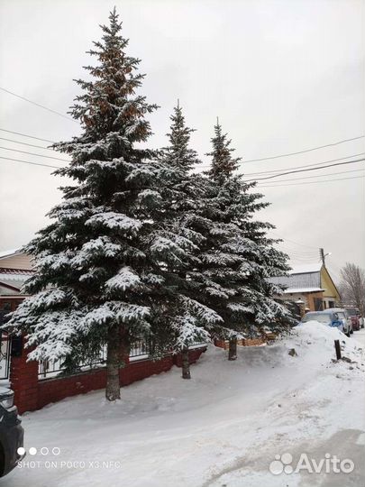 Ель голубая