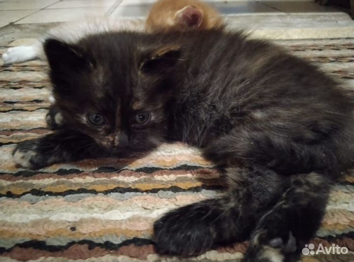 Отдам котенка в добрые руки