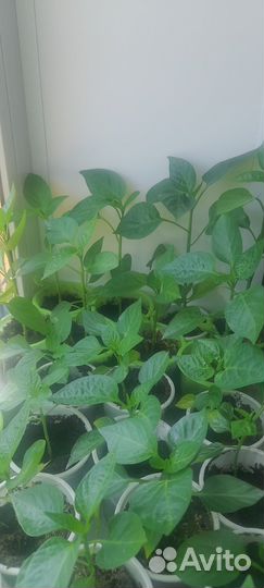 Продам перцы Болгарские 20 р