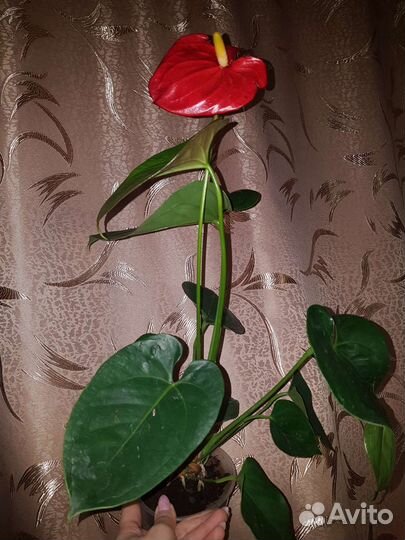 Антуриум красный крупный