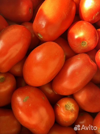 Помидор