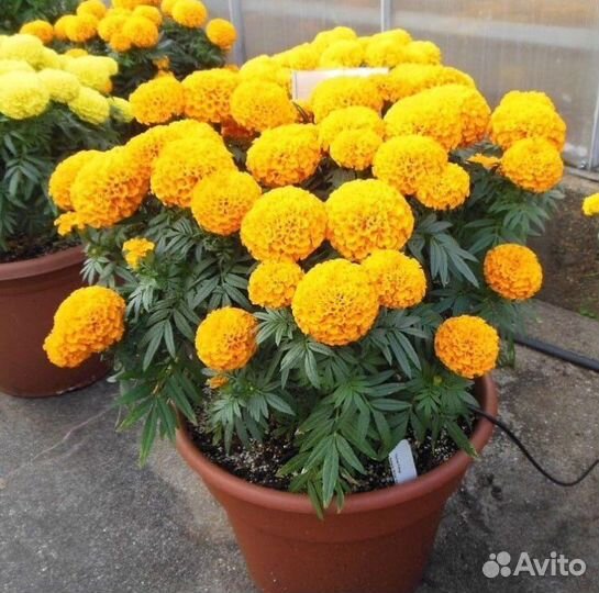 Рассада тайшаны /цветов бархатцы