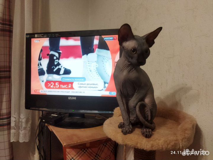 Котята сфинксинята