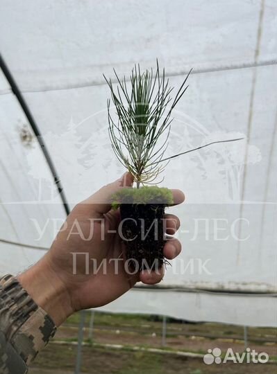 Сеянцы на лесовосстановление Горная сосна Мугус зк