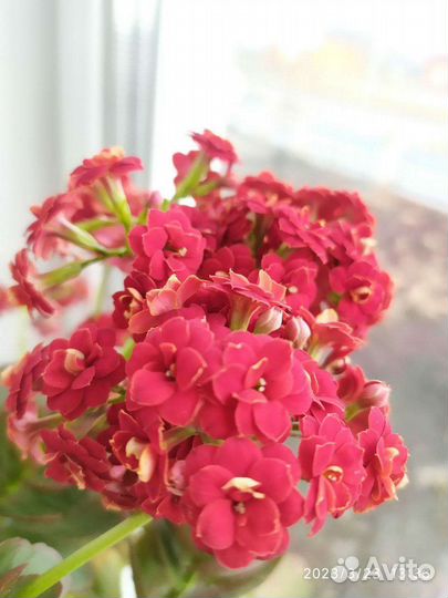 Каланхоэ цветущий