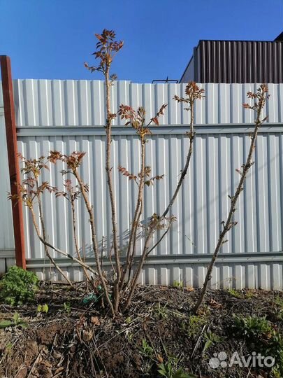 Элеутерококк