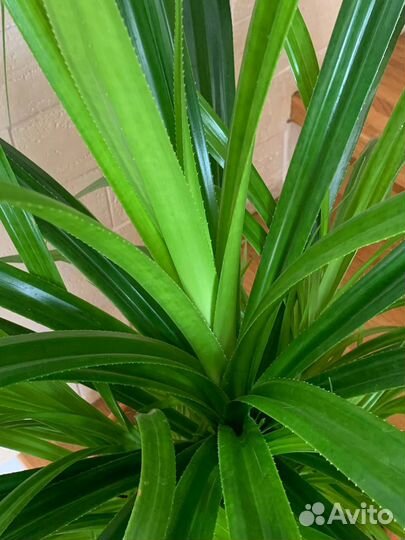 Пальма панданус