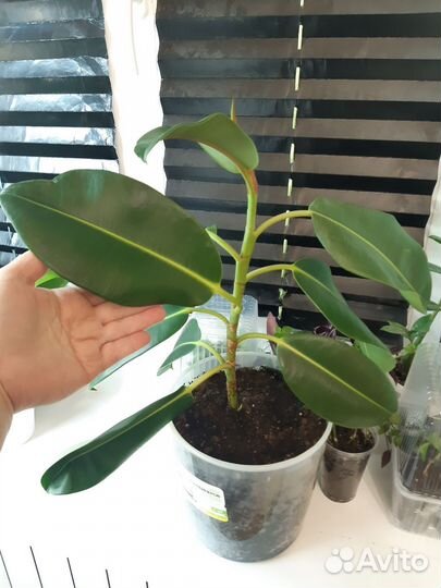 Фикус Эластика