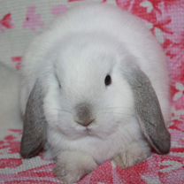 Карликовые Крольчата NHD/Mini lop