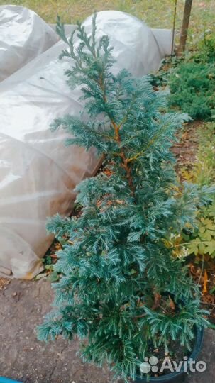 Кипарисовик булевард