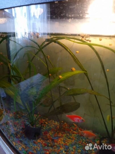 Улитки аквариумные ампулярии