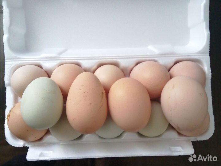 Куриное яйцо