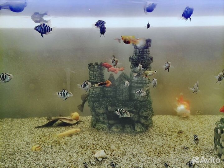 Рыба попугай