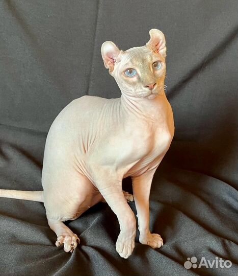 Мини пума, мальчик эльф в любимцы