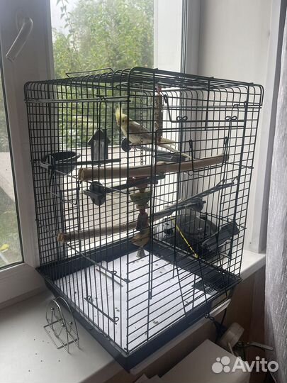 Попугай корелла с клеткой