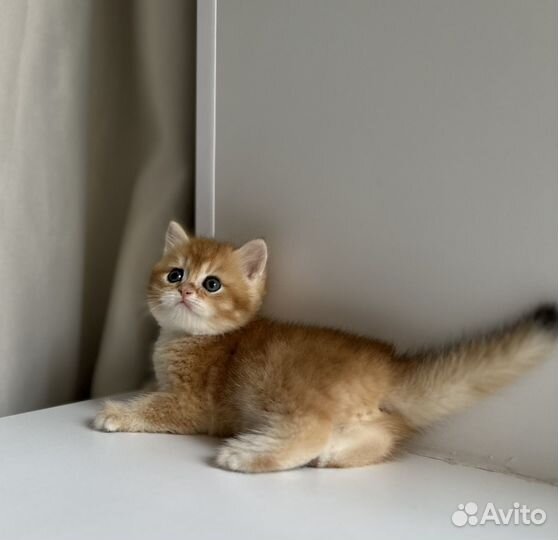 Кошка золотая шиншилла