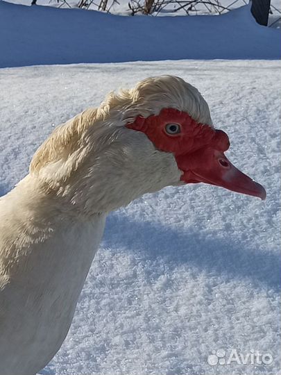 Селезень индоутки