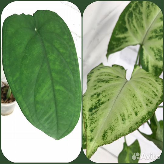 Мега-набор сингониумов + мох сфагнум в подарок