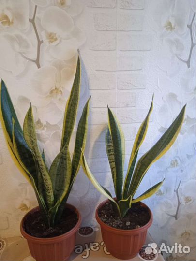 Сансевиерия (тещин язык)