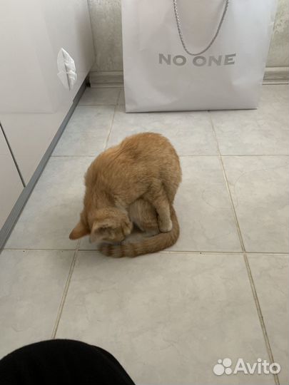 Кот по имени Башмачок