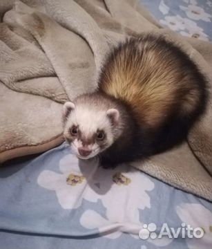 Грызуны разные виды