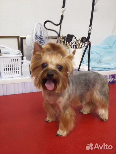 Груминг собак