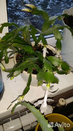 Декабрист белый