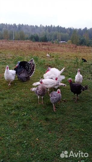 Яйца перепелиные, куриные, гусиные, индюшиные