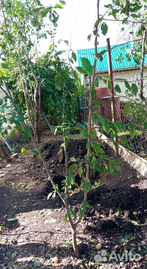 Слива жёлтая саженец