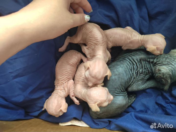 Канадский сфинкс котята