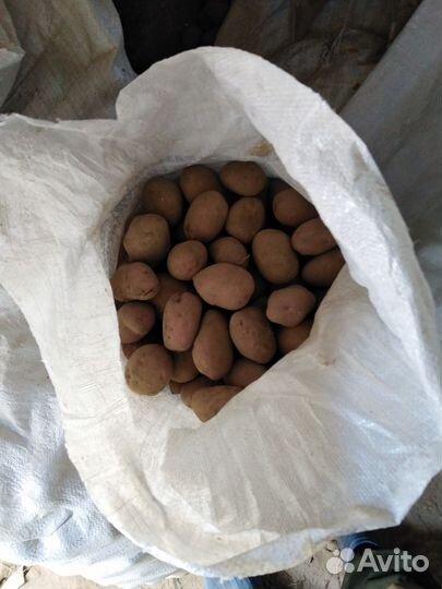 Сельхоз продукт