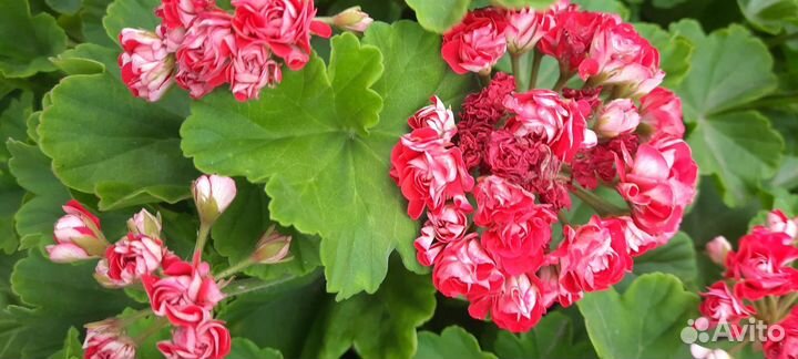 Пеларгония герань