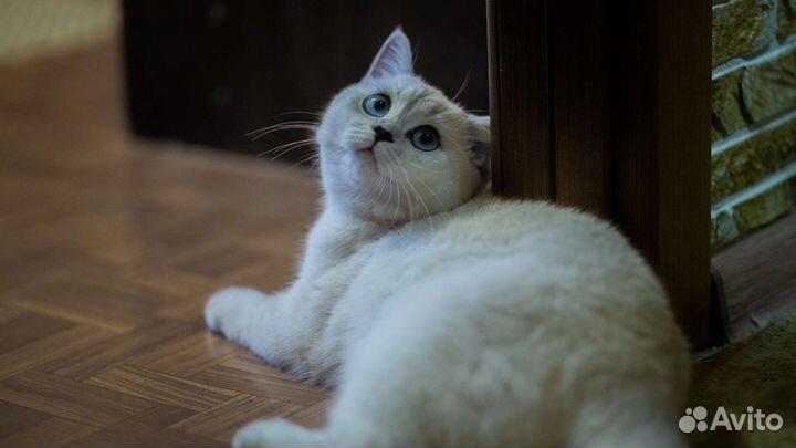 Британская кошка ищет кота для вязки