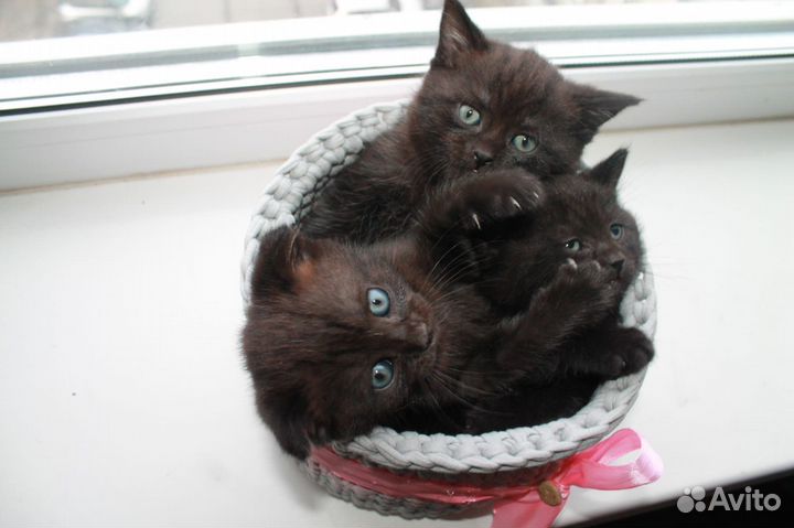 Британские котята